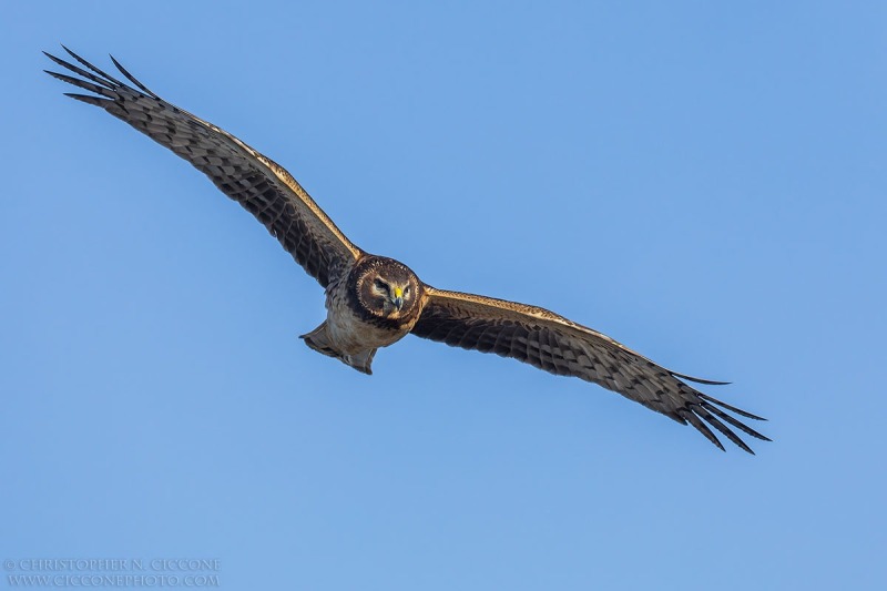 Northern Harrier