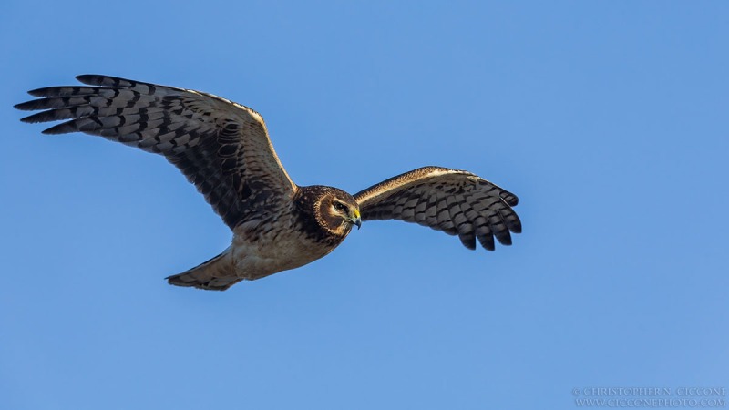 Northern Harrier