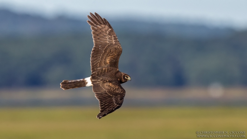 Northern Harrier