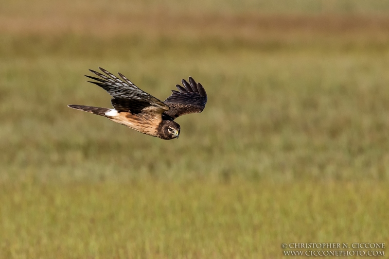 Northern Harrier