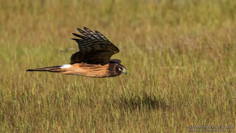 Northern Harrier