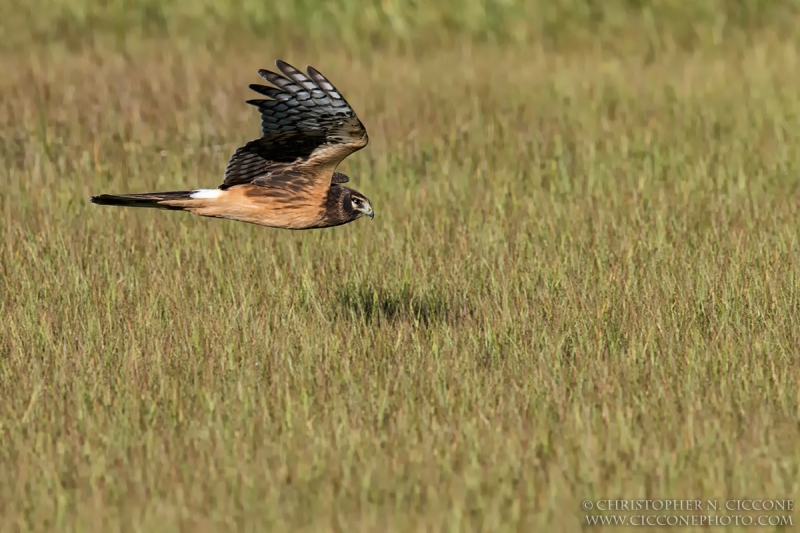 Northern Harrier