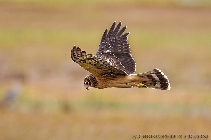 Northern Harrier