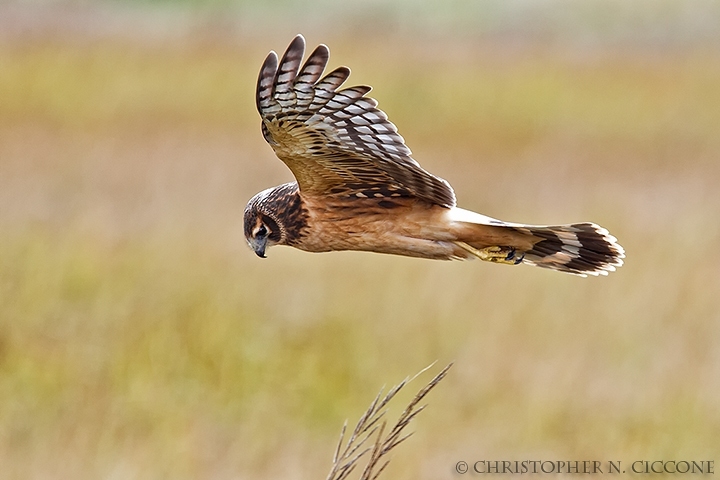 Northern Harrier