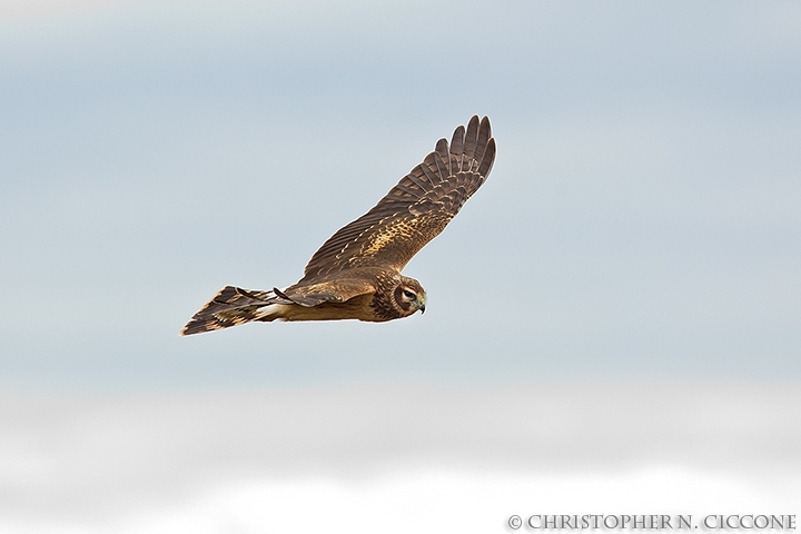 Northern Harrier