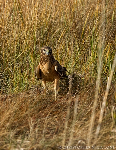 Northern Harrier