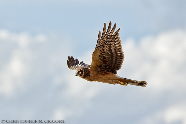 Northern Harrier