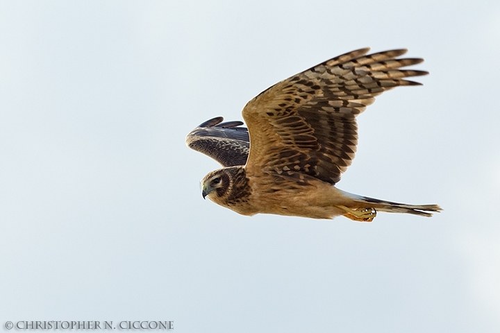 Northern Harrier