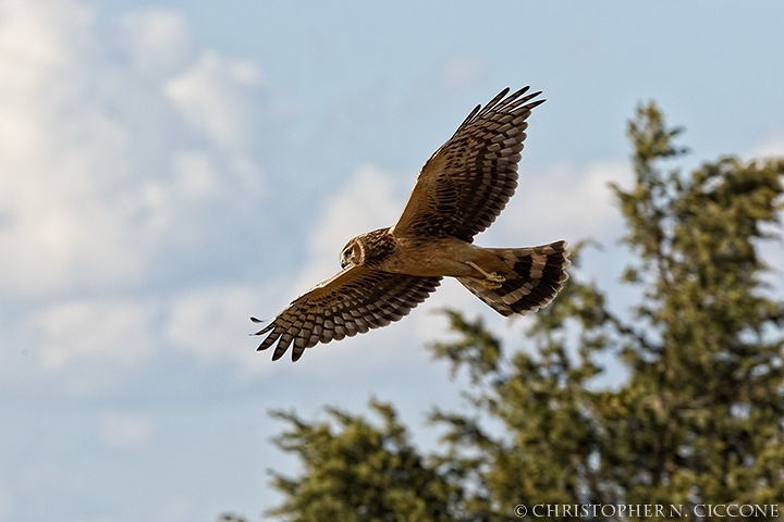 Northern Harrier