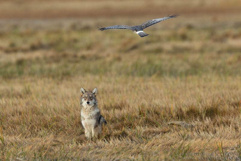 Northern Harrier