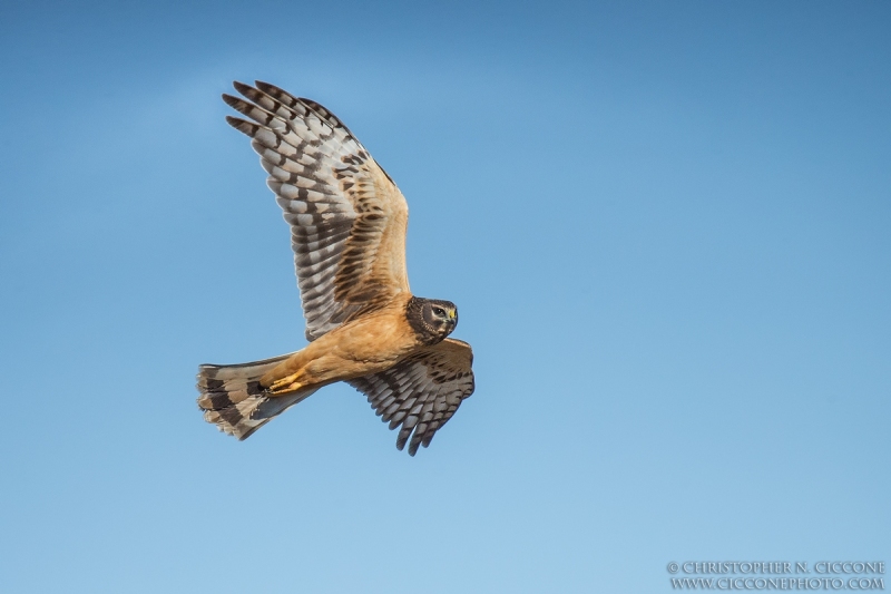 Northern Harrier