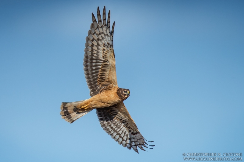 Northern Harrier