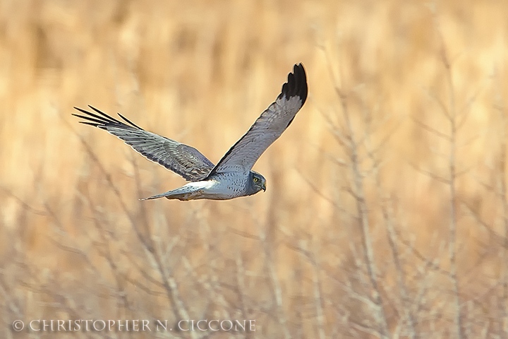 Northern Harrier