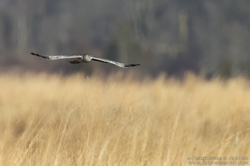 Northern Harrier