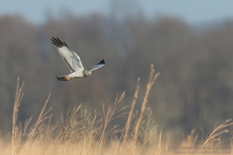 Northern Harrier