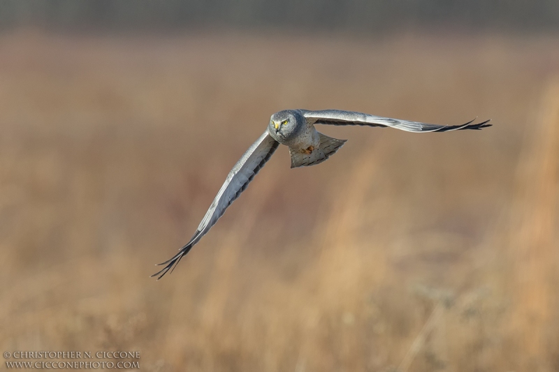 Northern Harrier