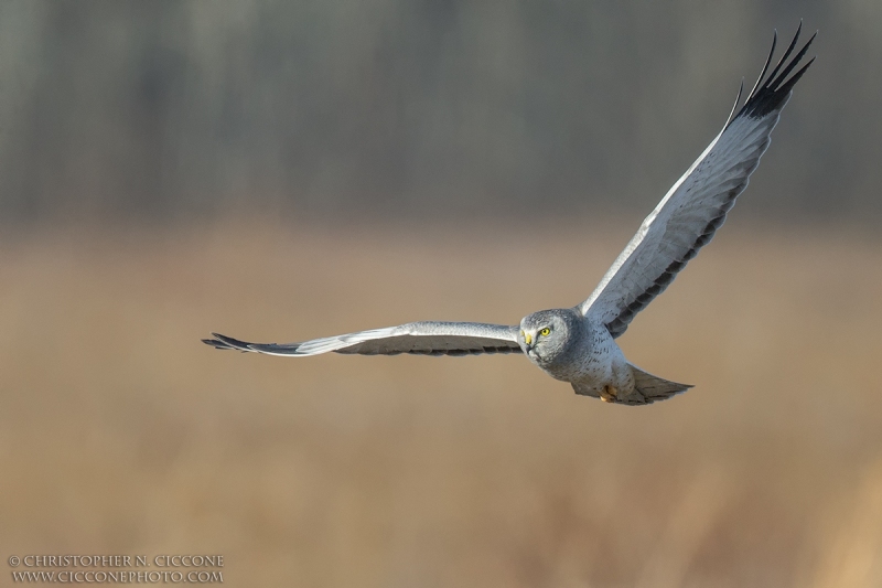 Northern Harrier