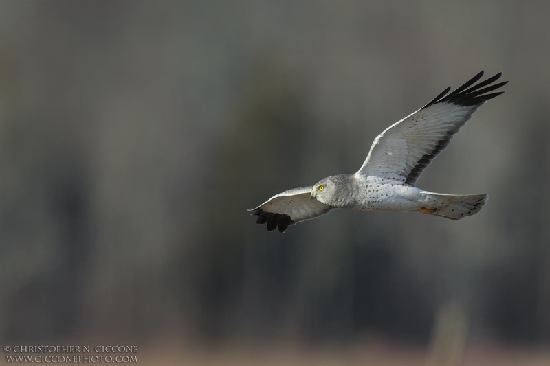 Northern Harrier