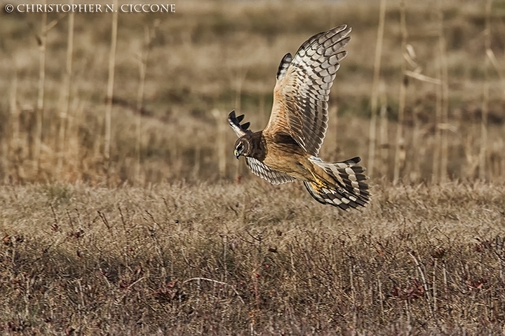 Northern Harrier