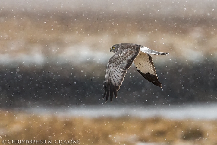 Northern Harrier