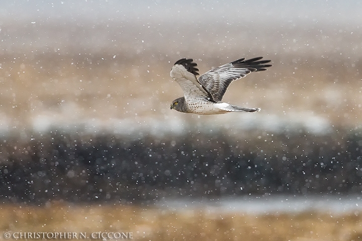 Northern Harrier