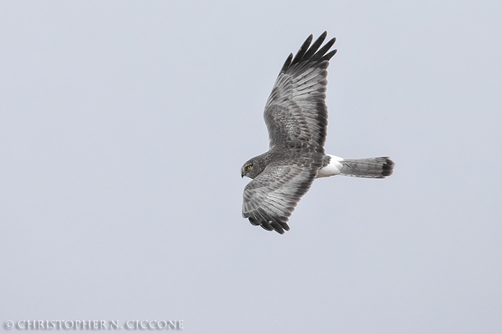 Northern Harrier