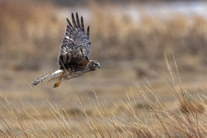 Northern Harrier