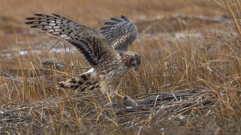 Northern Harrier