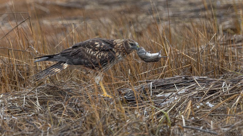 Northern Harrier