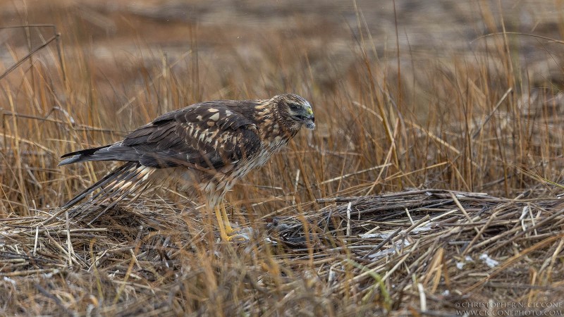 Northern Harrier