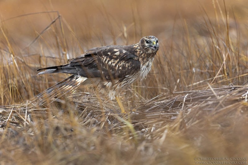 Northern Harrier