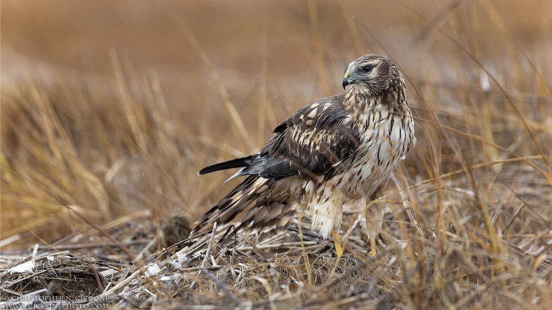 Northern Harrier