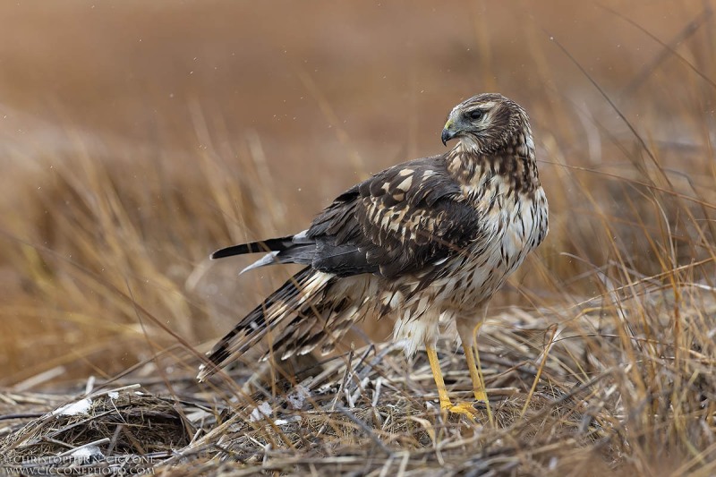 Northern Harrier