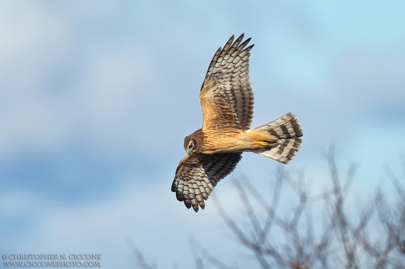 Northern Harrier