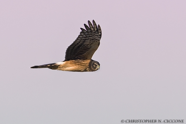 Northern Harrier