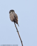 Northern Hawk Owl