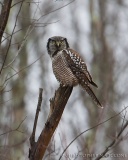 Northern Hawk Owl