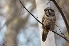 Northern Hawk Owl