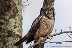 Northern Hawk Owl