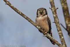 Northern Hawk Owl