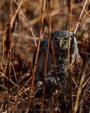 Northern Hawk Owl