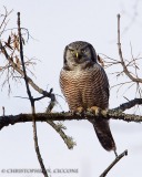 Northern Hawk Owl