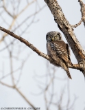 Northern Hawk Owl