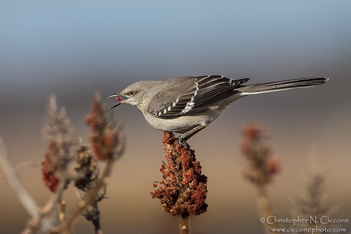 Northern Mockingbird