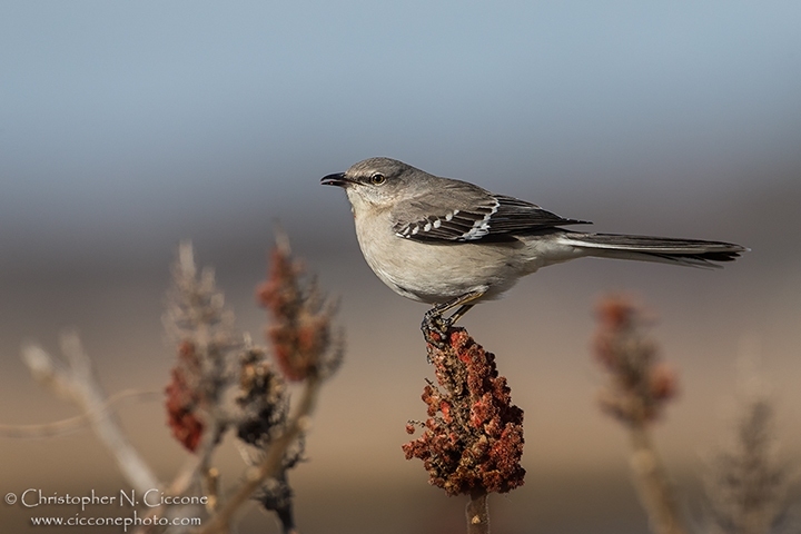 Northern Mockingbird