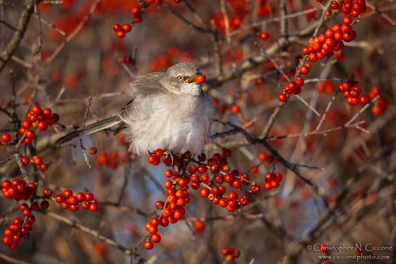 Northern Mockingbird