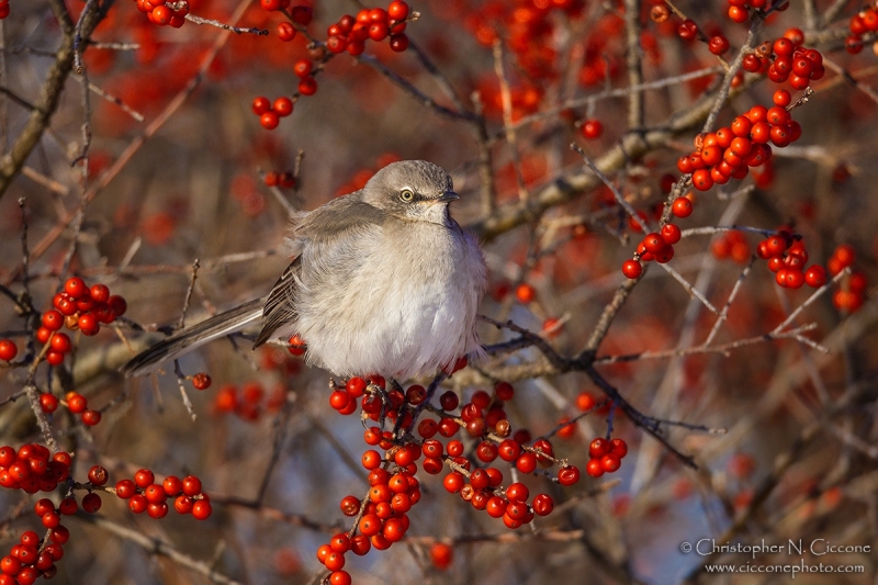 Northern Mockingbird