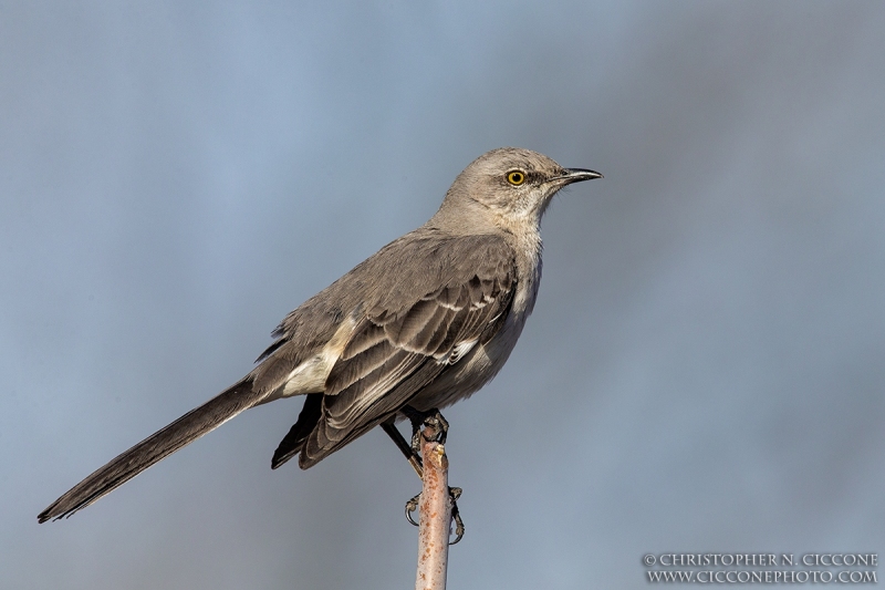 Northern Mockingbird