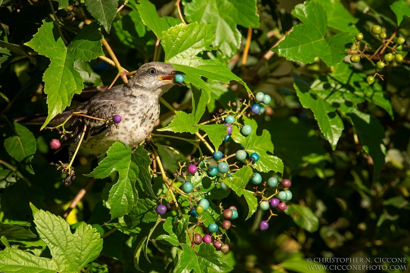 Northern Mockingbird