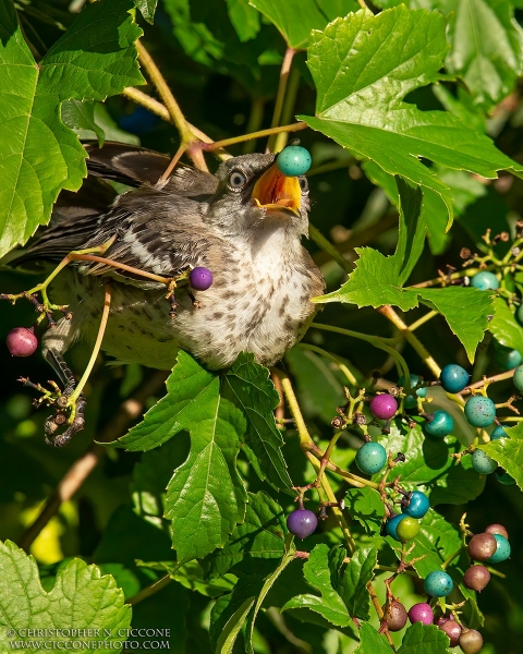 Northern Mockingbird